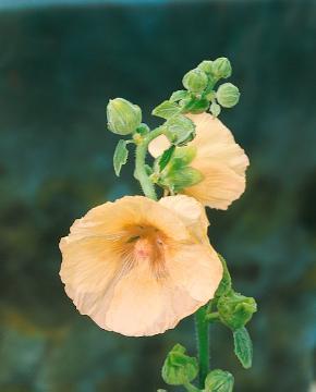 Alcea rosea, hollyhock (Genus)