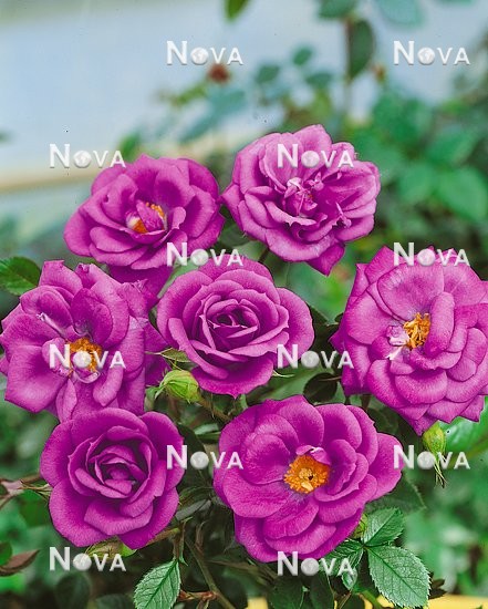 N0800243 Rosa Lavender Delight Blue