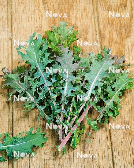 N1700856 Brassica oleracea var. sabellica Red Winter Kale