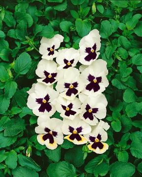 Viola (Genus), weiß / creme