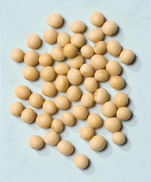 Bohnen-Samen, Glycine max, Samen