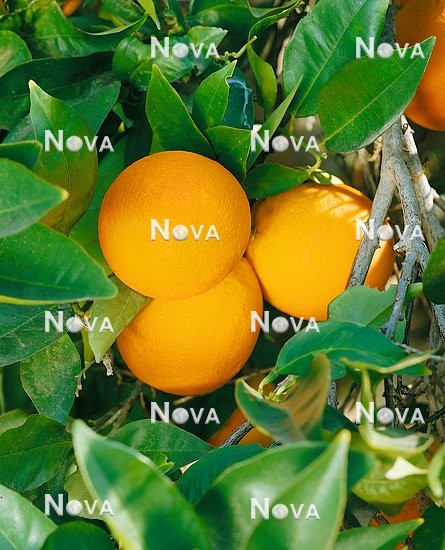 N0700149 Orange / Citrus sinensis Seedless Valencia