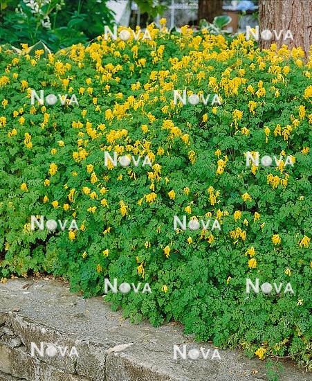 N0901978 Corydalis lutea