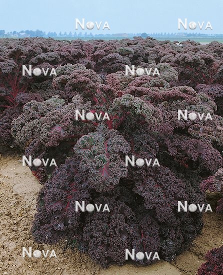 G4700586 Brassica oleracea var. sabellica Redbor