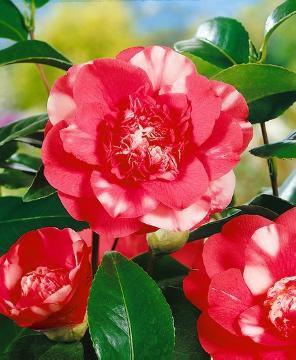 camellia (Genus)
