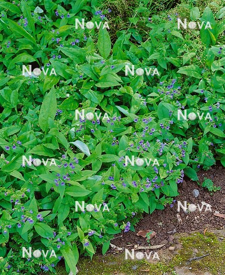 N0903436 Pulmonaria angustifolia Azurea