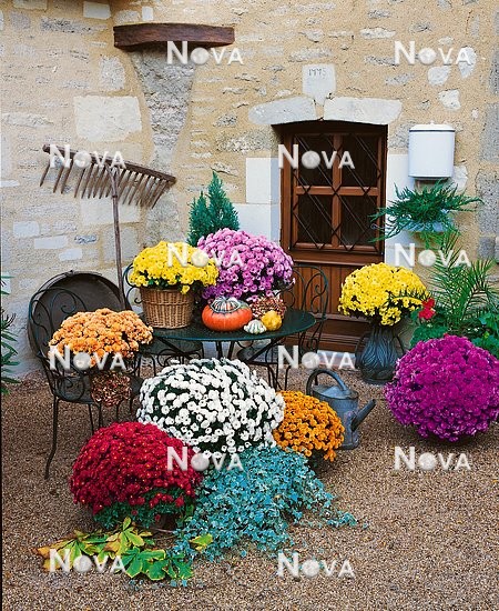 N1000886 Autumn decoration with Chrysanthemum in several colors