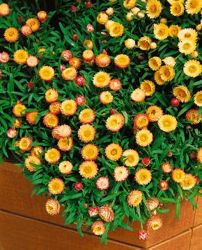 annuals, Helichrysum (Genus), Xerochrysum bracteatum, Xerochrysum Dreamtime® Serie