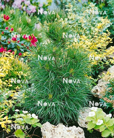 N0501135 Pinus sylvestris Globosa Viridis