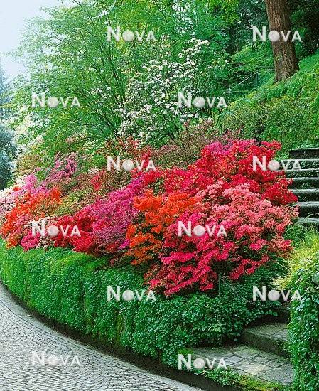 N0200922 Rhododendren and Azalea mixed in Park
