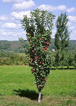 apple (Genus), Patio pillar fruit tree, Säulenwuchs