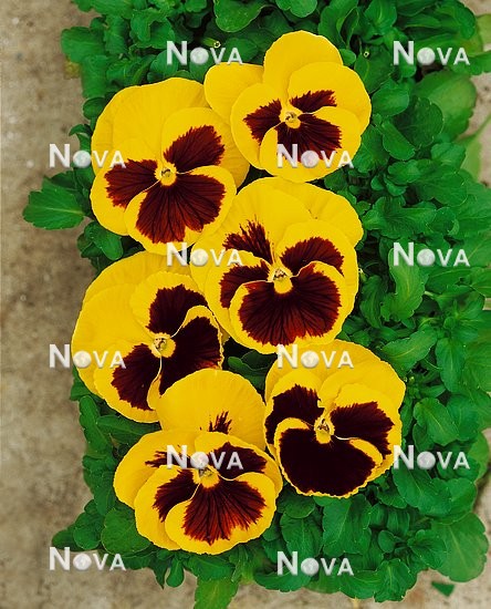 N1506496 Viola x wittrockiana Majestic Giant Yellow with Blotch