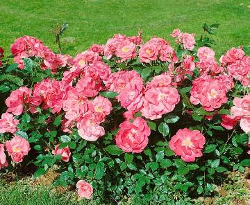 Beetrose, Floribunda-Rose, Rosenbeet, Rosengarten