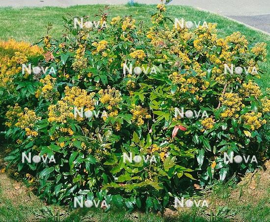 N0102608 Mahonia aquifolium
