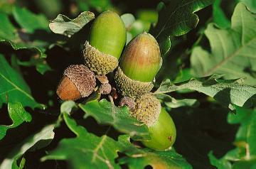 Fruits, Quercus (Genus)