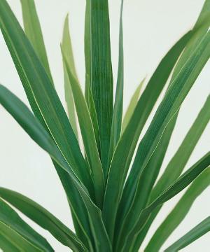 Blattschmuckpflanze, Cordyline (Genus), Shrubs and Palms