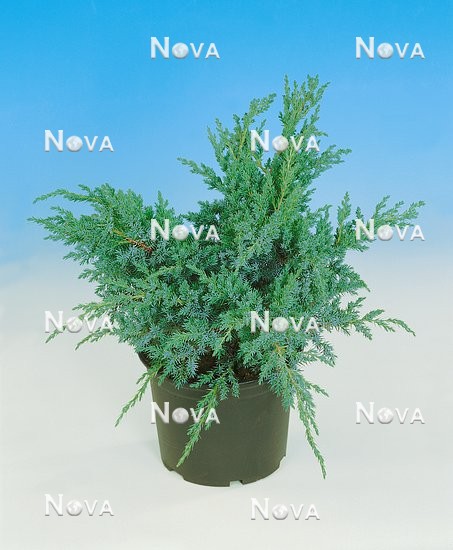 N0600101 Juniperus squamata Blue Swede im Container