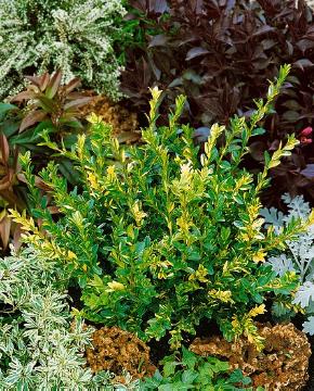 Buxus sempervirens, panaschierte Blätter
