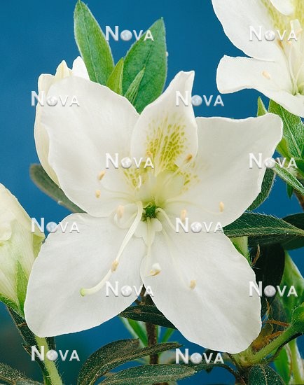 N0201070 Rhododendron indicum White Orchid (Azalea)