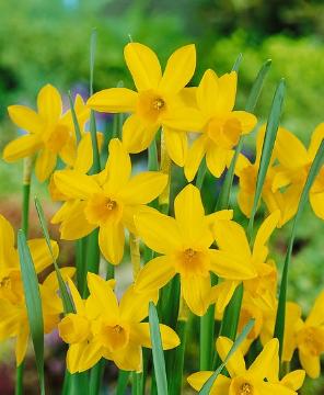 Bulb and corm, daffodil (Genus), Narcissus triandrus