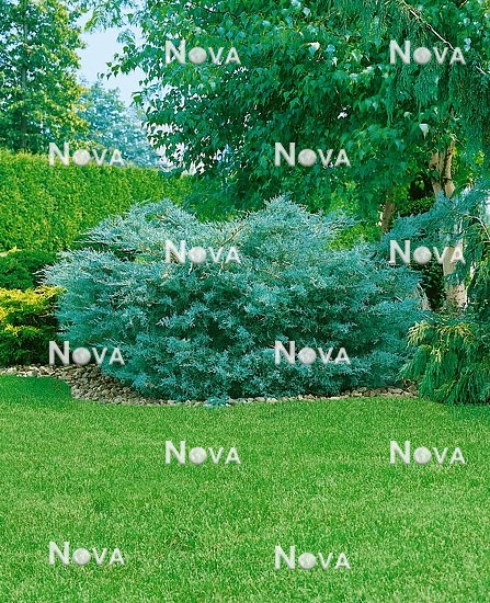 N0500292 Juniperus x pfitzeriana Glauca