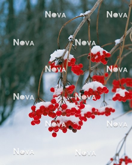 N1001118 Viburnum trilobum Beeren mit Schnee bedeckt