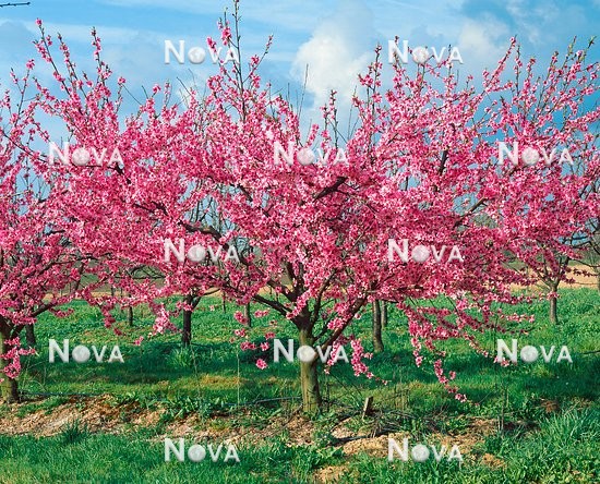N0700781 Pfirsichbaum / Prunus persica