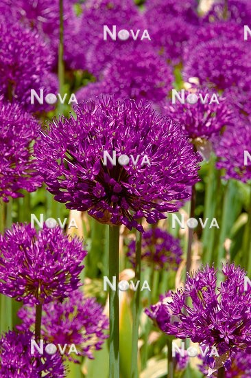 N1904950 Allium Purple Sensation
