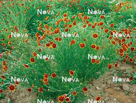 N1503648 Thelesperma burridgeanum