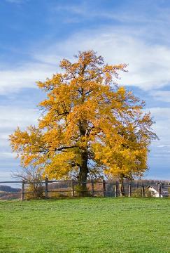autumn colors, Autumn, fall impression, Landschaft, Quercus robur, Seasons