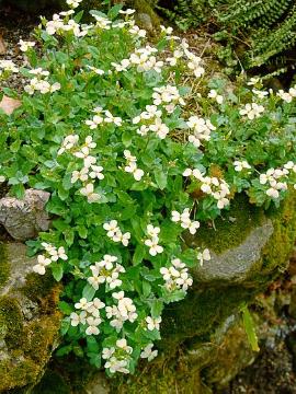 Arabis (Genus), Arabis caucasica, Perennials «perennials», Polsterstaude, Springtime, Steingarten