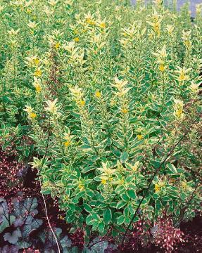 Dotted Loosestrife, varigated leaves