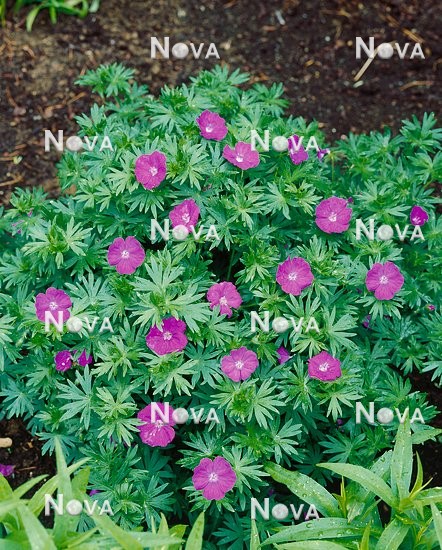 N0902547 Geranium sanguineum New Hampshire Purple