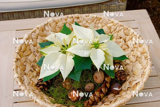 N2300063 Bouquet for Advent with white Christmas Star in bowl made of bast