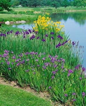 Aquatic plant, Iris (Genus), Iris pseudacorus, Mixture (Mix), Perennials «perennials», Siberian iris