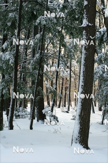 N1002102 Coniferous forest in winter with snow