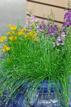 Isolepis cernua, Ornamental Grass