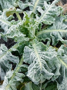 Blattgemüse, Cauliflower, glazed frost, Winter impression, Wintergemüse