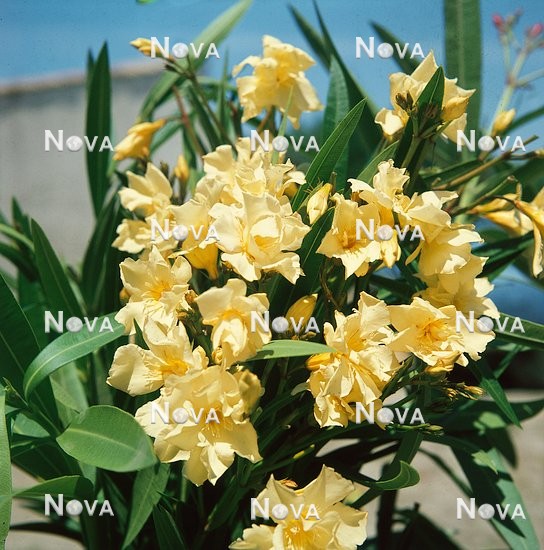 06 99 44 Nerium oleander double yellow