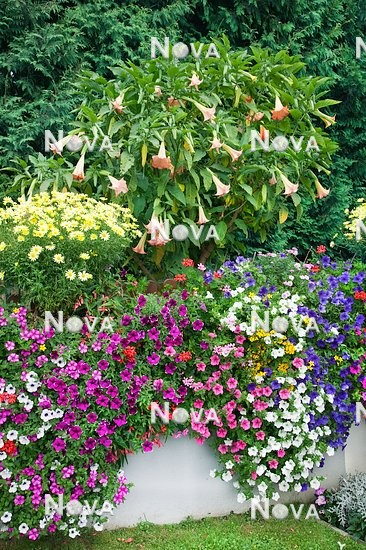 N1510372 Sommerblumen Mischung im Garten mit Argyranthemum, Petunia, Pelargonium, Calceolaria und Datura