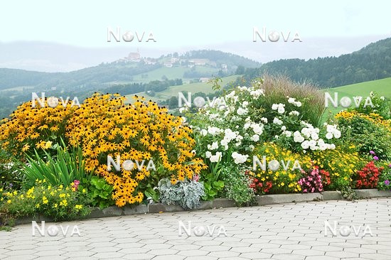 N1002319 Stimmungsbild mit Rudbeckia fulgida, weißer Beetrose und Sommerblumen