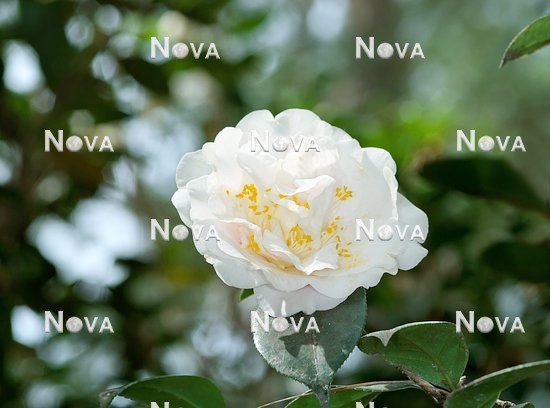 N0109920 Camellia japonica Julia France