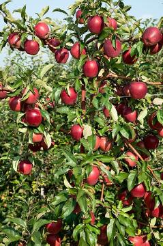 apple tree, Fruit / Fruit Trees «Pflanzengruppen», Fruit, Malus domestica, Obstbaum