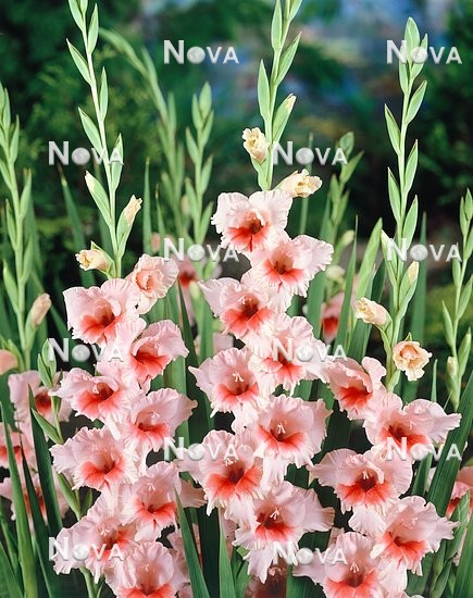 82 35 51 Gladiolus Butterfly Dancing Queen