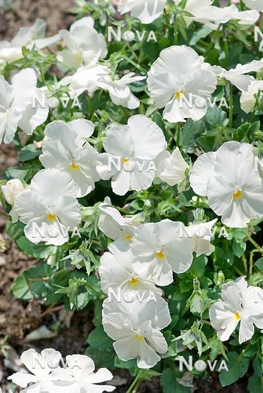 N1513212 Viola Nature™ White