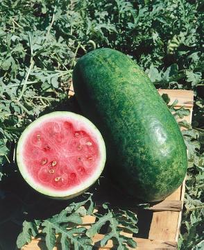 watermelon (Genus)