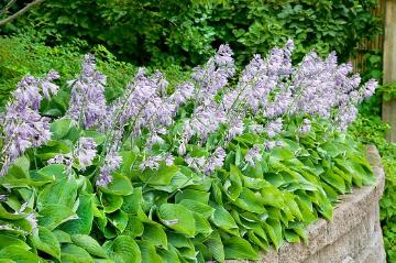 bed «border with summer flowers and vegetables», Hosta (Genus), planting, shade garden