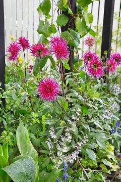 Blumenbeet, Blumenzwiebel, Dahlia (Genus), Dahlia Kaktus, Garten, Lifestyle, Sommerblüher, Stimmungsbild