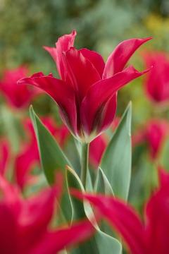 Stimmungsbild mit Tulpen, Tulipa viridiflora