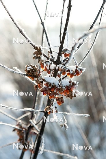 N1003263 Stimmungsbild im Winter mit Euonymus